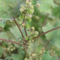 Xanthium strumarium L.